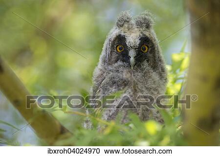 "Young long-eared owl (Asio otus) sitting in tree, National Park Lake Neusiedl, Burgenland, Austria, Europe" View Large Photo Image Stock Image - "Young long-eared owl (Asio otus) sitting in tree, National Park Lake Neusiedl, Burgenland, Austria, Europe". Fotosearch