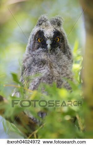 "Young long-eared owl (Asio otus) sitting in tree, National Park Lake Neusiedl, Burgenland, Austria, Europe" View Large Photo Image Stock Image - "Young long-eared owl (Asio otus) sitting in tree, National Park Lake Neusiedl, Burgenland, Austria, Europe". Fotosearch