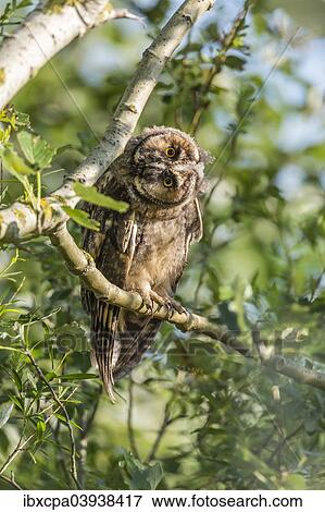 "Young Long-eared owl (Asio otus) sitting on branch, Seewinkel, Burgenland, Austria, Europe" View Large Photo Image Stock Photo - "Young Long-eared owl (Asio otus) sitting on branch, Seewinkel, Burgenland, Austria, Europe". Fotosearch