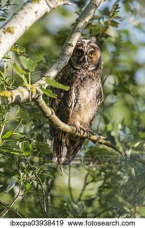 "Young Long-eared owl (Asio otus) sitting on branch, Seewinkel, Burgenland, Austria, Europe" View Large Photo Image Stock Photo - "Young Long-eared owl (Asio otus) sitting on branch, Seewinkel, Burgenland, Austria, Europe". Fotosearch