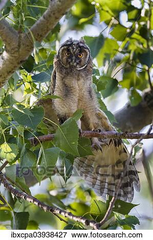 "Young Long-eared owl (Asio otus) sitting on branch, stretching wings, Seewinkel, Burgenland, Austria, Europe" View Large Photo Image Stock Photo - "Young Long-eared owl (Asio otus) sitting on branch, stretching wings, Seewinkel, Burgenland, Austria, Europe". Fotosearch
