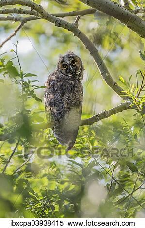 "Young Long-eared owl (Asio otus) sitting on branch, Seewinkel, Burgenland, Austria, Europe" View Large Photo Image Stock Photography - "Young Long-eared owl (Asio otus) sitting on branch, Seewinkel, Burgenland, Austria, Europe". Fotosearch