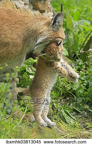 "Young lynx (Lynx) is carried by its head by female, captive, Germany, Europe" View Large Photo Image Stock Photography - "Young lynx (Lynx) is carried by its head by female, captive, Germany, Europe". Fotosearch