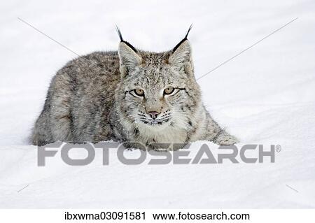 "Young lynx (Lynx lynx) lying in the snow, captive, Germany, Europe" View Large Photo Image Stock Image - "Young lynx (Lynx lynx) lying in the snow, captive, Germany, Europe". Fotosearch