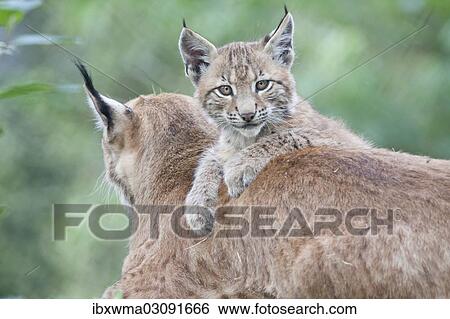 "Young lynx (Lynx lynx) lying on the back of its mother, captive, Germany, Europe" View Large Photo Image Stock Photograph - "Young lynx (Lynx lynx) lying on the back of its mother, captive, Germany, Europe". Fotosearch