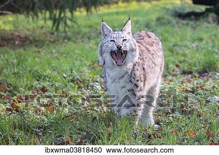 "Young Lynx (Lynx lynx) with its mouth open, North Hesse, Hesse, Germany, Europe" View Large Photo Image Stock Image - "Young Lynx (Lynx lynx) with its mouth open, North Hesse, Hesse, Germany, Europe". Fotosearch