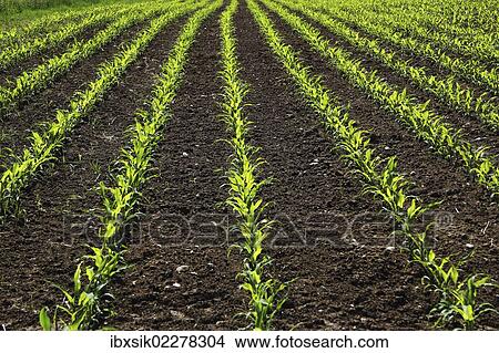 "Young maize plants on a field, cultivation for biogas, Upper Swabia, Baden-Wuerttemberg, Germany, Europe" View Large Photo Image Picture - "Young maize plants on a field, cultivation for biogas, Upper Swabia, Baden-Wuerttemberg, Germany, Europe". Fotosearch