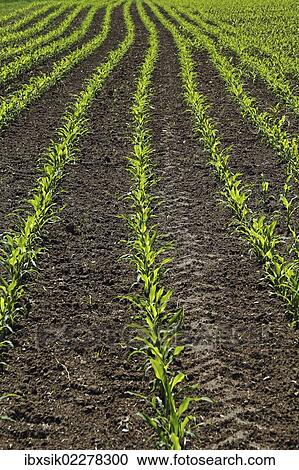"Young maize plants on a field, cultivation for biogas, Upper Swabia, Baden-Wuerttemberg, Germany, Europe" View Large Photo Image Stock Image - "Young maize plants on a field, cultivation for biogas, Upper Swabia, Baden-Wuerttemberg, Germany, Europe". Fotosearch
