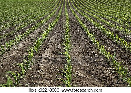"Young maize plants on a field, cultivation for biogas, Upper Swabia, Baden-Wuerttemberg, Germany, Europe" View Large Photo Image Stock Image - "Young maize plants on a field, cultivation for biogas, Upper Swabia, Baden-Wuerttemberg, Germany, Europe". Fotosearch