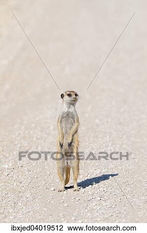 Stock Image - "Young meerkat (Suricata suricatta), on a gravel road, Kgalagadi Transfrontier Park, Northern Cape, South Africa, Africa". Fotosearch