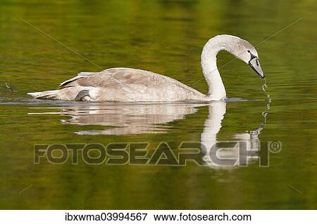 "Young Mute Swan (Cygnus olor), North Hesse, Hesse, Germany, Europe" View Large Photo Image Stock Photo - "Young Mute Swan (Cygnus olor), North Hesse, Hesse, Germany, Europe". Fotosearch