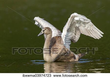 Young Mute Swan (Cygnus olor) spreading wings View Large Photo Image Stock Image - Young Mute Swan (Cygnus olor) spreading wings. Fotosearch