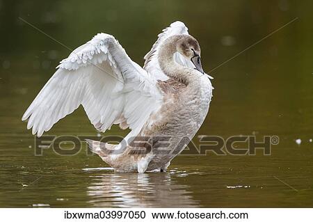 "Young Mute Swan (Cygnus olor) standing in water, flapping its wings, North Hesse, Hesse, Germany, Europe" View Large Photo Image Stock Image - "Young Mute Swan (Cygnus olor) standing in water, flapping its wings, North Hesse, Hesse, Germany, Europe". Fotosearch