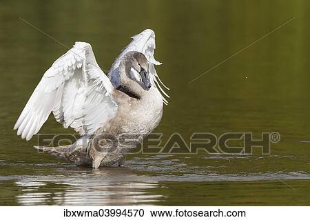 "Young Mute Swan (Cygnus olor), spreading its wings, North Hesse, Hesse, Germany, Europe" View Large Photo Image Stock Image - "Young Mute Swan (Cygnus olor), spreading its wings, North Hesse, Hesse, Germany, Europe". Fotosearch