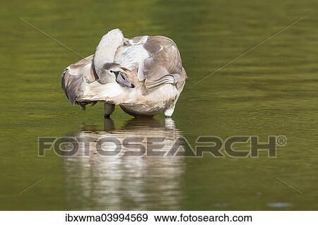 "Young Mute Swan (Cygnus olor), preening, North Hesse, Hesse, Germany, Europe" View Large Photo Image Stock Photo - "Young Mute Swan (Cygnus olor), preening, North Hesse, Hesse, Germany, Europe". Fotosearch