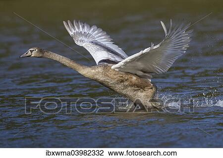 "Young Mute Swan (Cygnus olor) taking off from water, North Hesse, Hesse, Germany, Europe" View Large Photo Image Stock Image - "Young Mute Swan (Cygnus olor) taking off from water, North Hesse, Hesse, Germany, Europe". Fotosearch