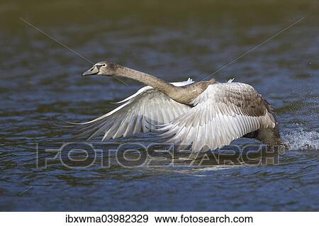 "Young Mute Swan (Cygnus olor) taking off from water, North Hesse, Hesse, Germany, Europe" View Large Photo Image Stock Photo - "Young Mute Swan (Cygnus olor) taking off from water, North Hesse, Hesse, Germany, Europe". Fotosearch