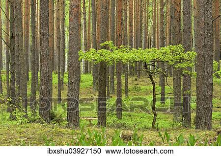 "Young Oak tree (Quercus), growing in between Scots Pines (Pinus sylvestris) in a pine forest, Biebrza National Park, Poland, Europe" View Large Photo Image Stock Image - "Young Oak tree (Quercus), growing in between Scots Pines (Pinus sylvestris) in a pine forest, Biebrza National Park, Poland, Europe". Fotosearch