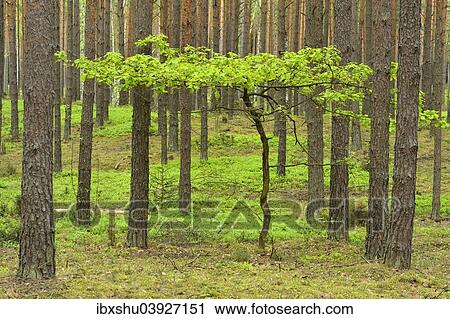 "Young Oak tree (Quercus), growing in between Scots Pines (Pinus sylvestris) in a pine forest, Biebrza National Park, Poland, Europe" View Large Photo Image Stock Image - "Young Oak tree (Quercus), growing in between Scots Pines (Pinus sylvestris) in a pine forest, Biebrza National Park, Poland, Europe". Fotosearch