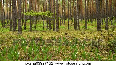 Stock Image - "Young Oak tree (Quercus), growing in between Scots Pines (Pinus sylvestris) in a pine forest, with Lily of the Valley flowers (Convallaria majalis) at the front, Biebrza National Park, Poland, Europe". Fotosearch