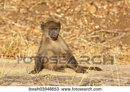"Young Olive Baboon (Papio anubis), Kruger National Park, South Africa, Africa" View Large Photo Image Stock Image - "Young Olive Baboon (Papio anubis), Kruger National Park, South Africa, Africa". Fotosearch