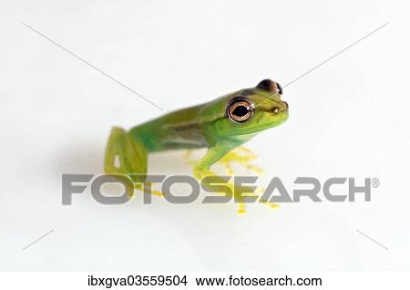 Picture - "Young Orinoco Lime Tree Frog (Sphaenorhynchus lacteus), Tambopata Nature Reserve, Madre de Dios Region, Peru, South America". Fotosearch