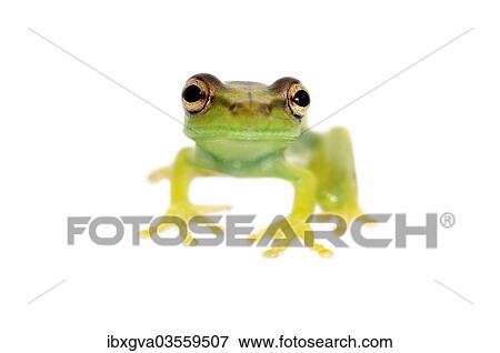 "Young Orinoco Lime Tree Frog (Sphaenorhynchus lacteus), Tambopata Nature Reserve, Madre de Dios Region, Peru, South America" View Large Photo Image Stock Photo - "Young Orinoco Lime Tree Frog (Sphaenorhynchus lacteus), Tambopata Nature Reserve, Madre de Dios Region, Peru, South America". Fotosearch
