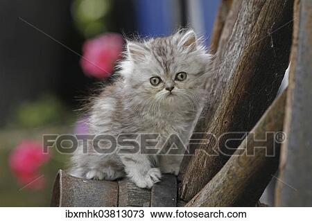 "Young Persian cat, Germany, Europe" View Large Photo Image Stock Image - "Young Persian cat, Germany, Europe". Fotosearch