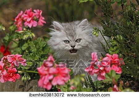 "Young Persian cat in pink flowers, Germany, Europe" View Large Photo Image Stock Image - "Young Persian cat in pink flowers, Germany, Europe". Fotosearch