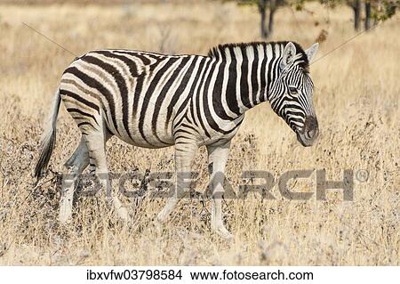 "Young Plains Zebra or Burchell's Zebra (Equus quagga burchelli), Etosha National Park, Namibia, Africa" View Large Photo Image Picture - "Young Plains Zebra or Burchell's Zebra (Equus quagga burchelli), Etosha National Park, Namibia, Africa". Fotosearch