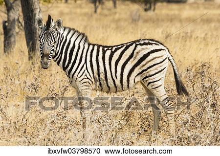 "Young Plains Zebra or Burchell's Zebra (Equus quagga burchelli) standing in bushland, Etosha National Park, Namibia, Africa" View Large Photo Image Stock Image - "Young Plains Zebra or Burchell's Zebra (Equus quagga burchelli) standing in bushland, Etosha National Park, Namibia, Africa". Fotosearch