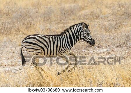 "Young Plains Zebra or Burchell's Zebra (Equus quagga burchelli) running through dry grass, Etosha National Park, Namibia, Africa" View Large Photo Image Stock Image - "Young Plains Zebra or Burchell's Zebra (Equus quagga burchelli) running through dry grass, Etosha National Park, Namibia, Africa". Fotosearch