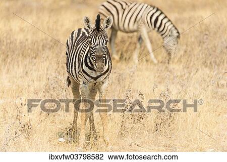 Stock Image - "Young Plains Zebra or Burchell's Zebra (Equus quagga burchelli) standing in dry grass, Etosha National Park, Namibia, Africa". Fotosearch