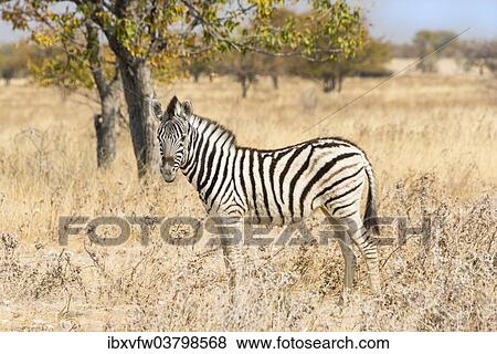 "Young Plains Zebra or Burchell's Zebra (Equus quagga burchelli) standing in bushland, Etosha National Park, Namibia, Africa" View Large Photo Image Stock Photo - "Young Plains Zebra or Burchell's Zebra (Equus quagga burchelli) standing in bushland, Etosha National Park, Namibia, Africa". Fotosearch