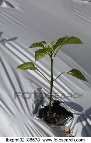 Stock Photo - "Young plant growing through the protective sheeting in an agricultural field at springtime, Quebec, Canada, North America". Fotosearch
