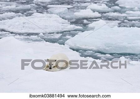 "Young Polar Bear, Polar Bear (Ursus maritimus) lying on an ice floe in pack ice, Spitsbergen, Svalbard Islands, Svalbard and Jan Mayen, Norway, Europe" View Large Photo Image Picture - "Young Polar Bear, Polar Bear (Ursus maritimus) lying on an ice floe in pack ice, Spitsbergen, Svalbard Islands, Svalbard and Jan Mayen, Norway, Europe". Fotosearch