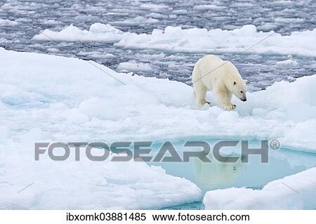 "Young polar bear (Ursus maritimus) on pack-ice, Spitsbergen, Svalbard Islands, Svalbard and Jan Mayen, Norway, Europe" View Large Photo Image Stock Photography - "Young polar bear (Ursus maritimus) on pack-ice, Spitsbergen, Svalbard Islands, Svalbard and Jan Mayen, Norway, Europe". Fotosearch