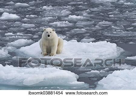 "Young polar bear (Ursus maritimus) sitting on an ice floe in pack ice, Spitsbergen, Svalbard Islands, Svalbard and Jan Mayen, Norway, Europe" View Large Photo Image Picture - "Young polar bear (Ursus maritimus) sitting on an ice floe in pack ice, Spitsbergen, Svalbard Islands, Svalbard and Jan Mayen, Norway, Europe". Fotosearch