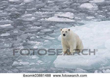 "Young polar bear (Ursus maritimus) sitting on an ice floe in pack ice, Spitsbergen, Svalbard Islands, Svalbard and Jan Mayen, Norway, Europe" View Large Photo Image Stock Photo - "Young polar bear (Ursus maritimus) sitting on an ice floe in pack ice, Spitsbergen, Svalbard Islands, Svalbard and Jan Mayen, Norway, Europe". Fotosearch