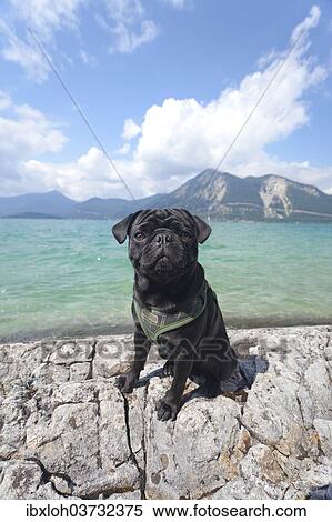 "Young pug posing on rocks at Lake Walchen, Walchensee, Upper Bavaria, Bavaria, Germany, Europe" View Large Photo Image Stock Photography - "Young pug posing on rocks at Lake Walchen, Walchensee, Upper Bavaria, Bavaria, Germany, Europe". Fotosearch