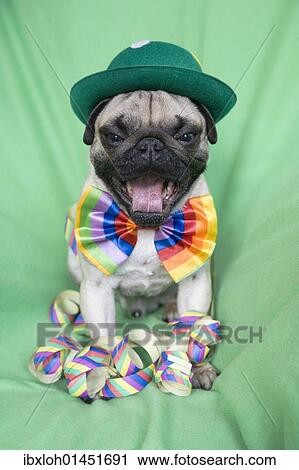 "Young pug with a green hat, a colorful bow tie and streamers yawning heartily" View Large Photo Image Stock Image - "Young pug with a green hat, a colorful bow tie and streamers yawning heartily". Fotosearch