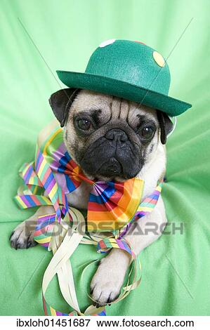 Stock Photo - "Young pug with a green hat, a colorful bow tie and streamers". Fotosearch