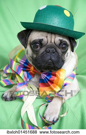 "Young pug with a green hat, a colorful bow tie and streamers casually lying on a green blanket" View Large Photo Image Stock Photo - "Young pug with a green hat, a colorful bow tie and streamers casually lying on a green blanket". Fotosearch