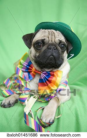 "Young pug with a green hat, a colorful bow tie and streamers" View Large Photo Image Stock Photograph - "Young pug with a green hat, a colorful bow tie and streamers". Fotosearch