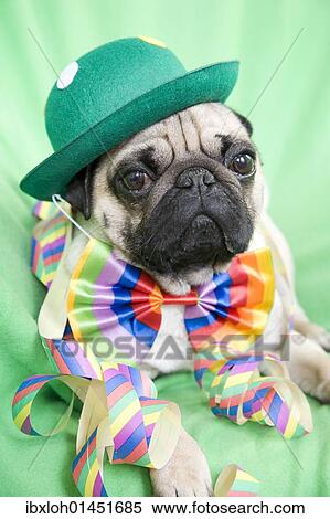 "Young pug with a green hat, a colorful bow tie and streamers" View Large Photo Image Stock Photography - "Young pug with a green hat, a colorful bow tie and streamers". Fotosearch