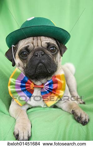Young pug with a green hat and a colorful bow tie View Large Photo Image Picture - Young pug with a green hat and a colorful bow tie. Fotosearch