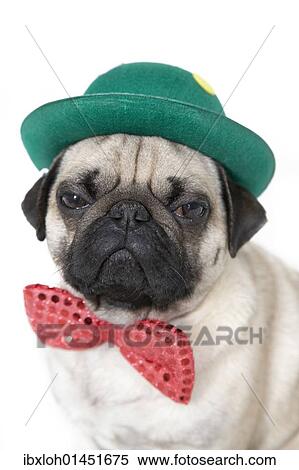 Young pug with a green hat and a red bow tie View Large Photo Image Stock Photography - Young pug with a green hat and a red bow tie. Fotosearch