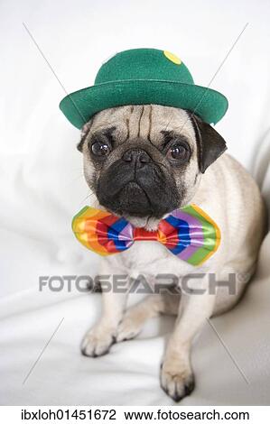 Young pug with a green hat and a colorful bow tie View Large Photo Image Stock Image - Young pug with a green hat and a colorful bow tie. Fotosearch