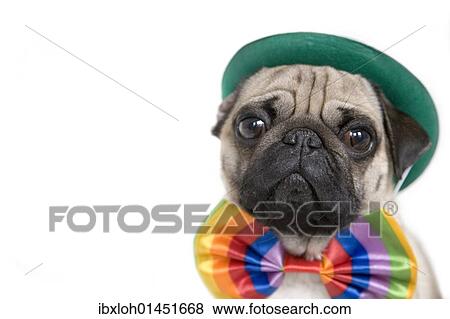 Young pug with a green hat and a colorful bow tie View Large Photo Image Stock Photo - Young pug with a green hat and a colorful bow tie. Fotosearch