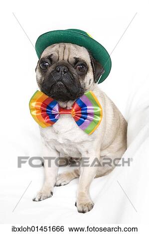 Stock Photograph - Young pug with a green hat and a colorful bow tie. Fotosearch